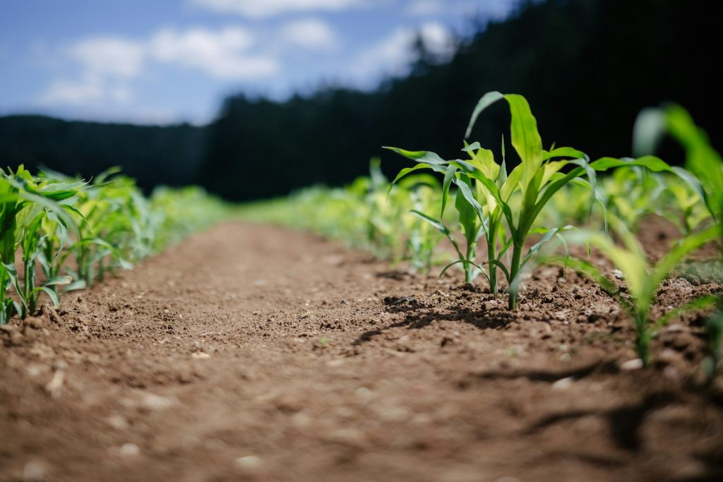 Agriculture régénérative