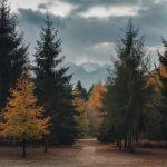 "Les innovations en intelligence artificielle pour une gestion durable des ressources naturelles"