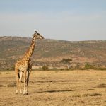 Pourquoi le Serengeti est-il inscrit au patrimoine mondial de l’UNESCO ?