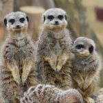 Voyage au Botswana : itinéraires incontournables entre Delta de l’Okavango et désert du Kalahari