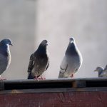 Les dangers des pigeons en milieu urbain et les solutions à paris