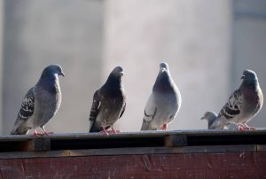 Les dangers des pigeons en milieu urbain et les solutions à paris