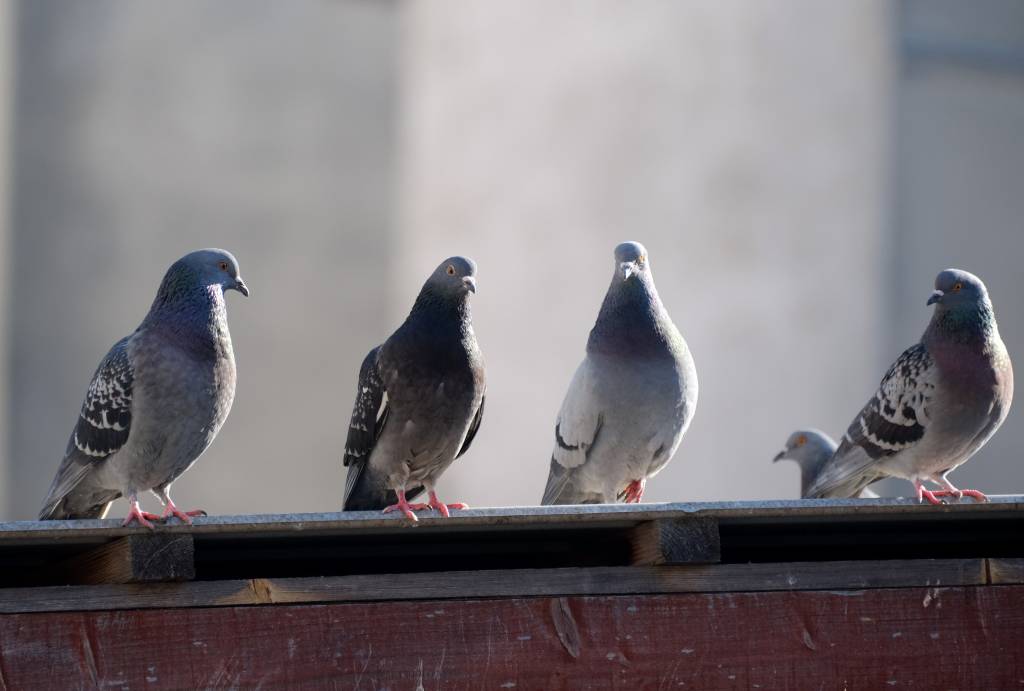 Les dangers des pigeons en milieu urbain et les solutions à paris