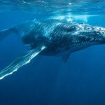 Caca de baleine : pourquoi ces déjections sont essentielles à l’équilibre des océans ?