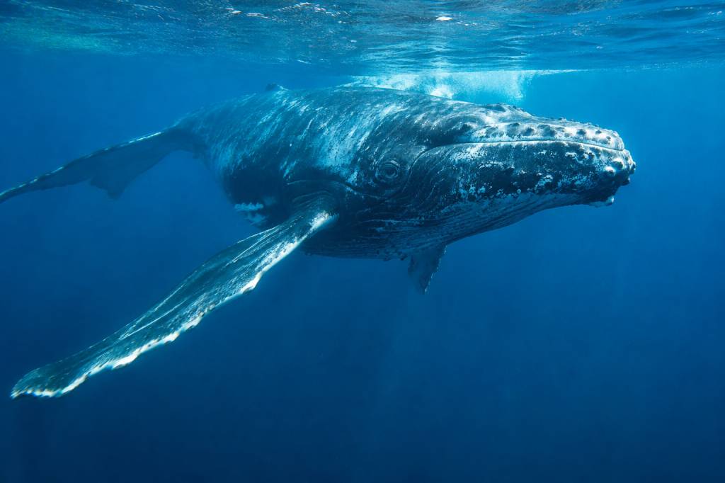 Caca de baleine : pourquoi ces déjections sont essentielles à l’équilibre des océans ?